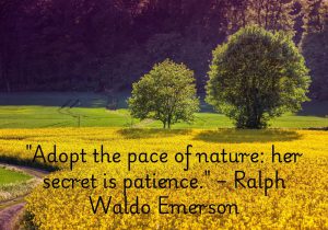 Ralph Waldo Emerson's quote, "Adopt the pace of nature: her secret is patience," emphasizes the value of patience by drawing wisdom from nature's rhythm. It suggests that by embracing nature’s slow and steady pace, we can achieve lasting growth and success. Nature doesn’t rush, yet everything flourishes in time. The quote reminds us to be patient, trusting that with time, all things fall into place naturally.