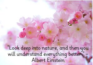 "Look deep into nature, and then you will understand everything better" by Albert Einstein suggests that observing and contemplating nature reveals fundamental truths about life and the universe. Einstein believed that nature holds the answers to many of life's mysteries, and through careful reflection, one can gain deeper insight and wisdom. The quote highlights the power of nature as a source of clarity, understanding, and inspiration for both science and the human experience.