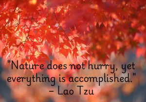 Lao Tzu's quote, "Nature does not hurry, yet everything is accomplished," reminds us of the calm, steady pace at which nature operates. It suggests that progress and fulfillment come with patience and persistence, without the need for haste. Nature achieves its goals in its own time, teaching us to trust the process and understand that things will unfold naturally when the time is right, without rushing.