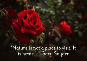 "Nature is not a place to visit. It is home" by Gary Snyder emphasizes the deep connection between humans and the natural world. Snyder suggests that nature is not just a destination or escape, but an integral part of who we are and where we truly belong. The quote encourages us to see nature as our permanent home, fostering respect and care for the environment as a vital part of our existence rather than a temporary experience.