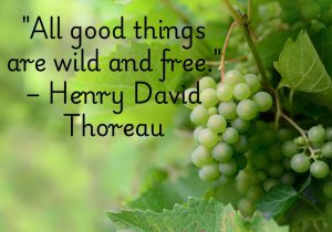 Henry David Thoreau’s quote celebrates the untamed beauty of nature and the freedom it represents. It reminds us that true goodness thrives in its natural, unrestrained form. From the wilderness to the human spirit, freedom and wildness are essential for authenticity and joy. Embrace the wild to find life’s truest treasures.Henry David Thoreau’s quote celebrates the untamed beauty of nature and the freedom it represents. It reminds us that true goodness thrives in its natural, unrestrained form. From the wilderness to the human spirit, freedom and wildness are essential for authenticity and joy. Embrace the wild to find life’s truest treasures.
