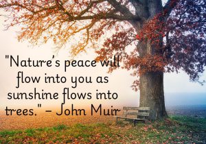 John Muir’s quote beautifully captures the calming power of nature. Just as sunlight nourishes trees, spending time in the natural world replenishes our spirit and brings inner peace. It reminds us to connect with the outdoors to find balance and serenity. Nature truly heals and inspires.