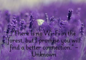 "There is no Wi-Fi in the forest, but I promise you will find a better connection." – Unknown