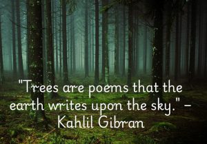 Kahlil Gibran’s quote beautifully portrays trees as nature’s living poetry. Their branches reach toward the sky, telling stories of growth, resilience, and harmony. Trees remind us of the earth’s creative spirit and its profound connection to the heavens. They stand as timeless symbols of life and beauty.